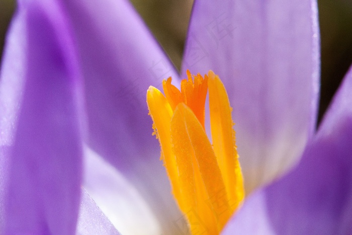 番红花，野生形式，Schwertliliengewaechs，春天番红花