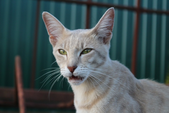 猫，喵，鲭鱼，品种的猫，Mieze