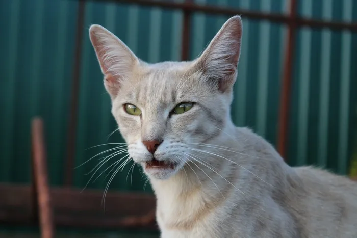 猫，喵，鲭鱼，品种的猫，Mieze