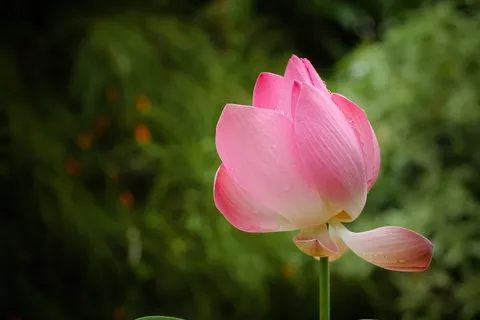 莲花,鲜花,红色,绿色,植物,水 莲花,鲜花,红色,绿色,植物,水