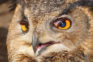 猫头鹰，雕O，鸟，猛禽，猛禽