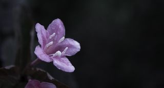 花，性质，粉红色，植物，宏，花园，开花