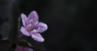 花，性质，粉红色，植物，宏，花园，开花