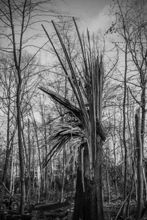 树木损害,树木,前进,倾覆,破坏 树木损害,树木,前进,倾覆,破坏