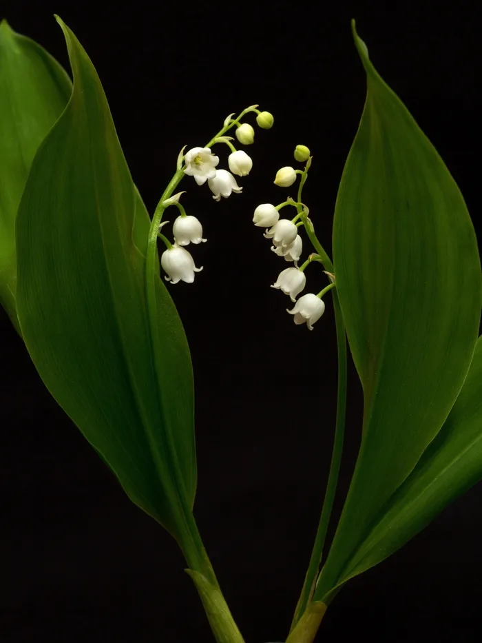 山谷的百合花，铃兰，春天，白色