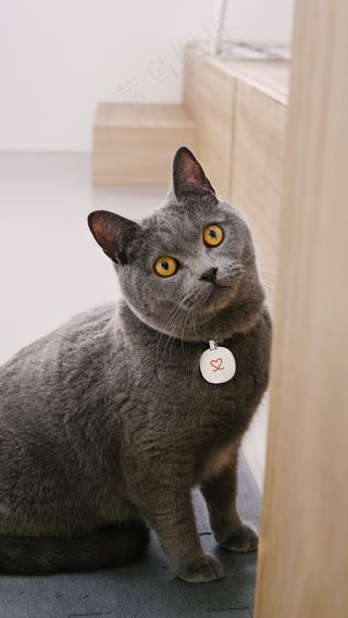 猫咪，蓝色猫咪，宠物