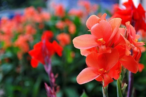 夏天，花，唐Gla蒲