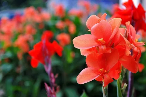 夏天,花,唐Gla蒲 夏天,花,唐Gla蒲