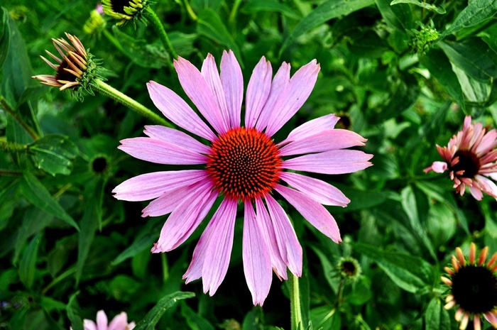 松果菊,金花菊,紫锥菊,醉蝶花,花卉,鲜花花园植物粉红色