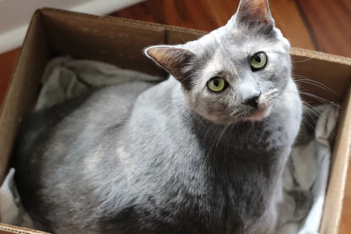 猫，可爱，可爱，灰色，凯蒂，宠物，动物，家养