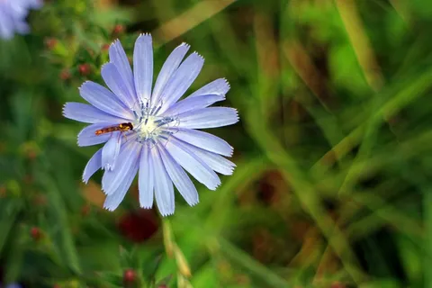 菊苣,普通菊苣,开花,花 菊苣,普通菊苣,开花,花
