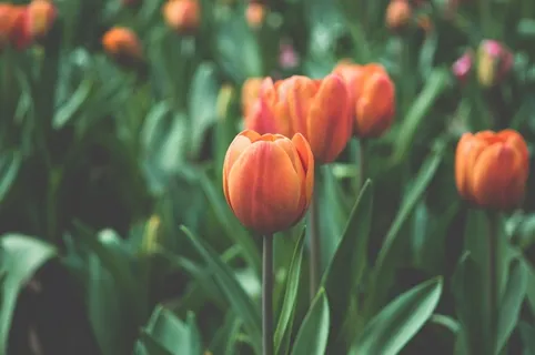 橙,郁金香,鲜花,花园 橙,郁金香,鲜花,花园