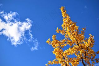 树，叶子，黄色，秋景，秋天，季节，蓝天