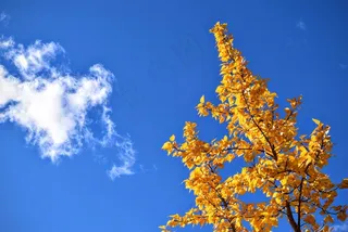 树，叶子，黄色，秋景，秋天，季节，蓝天