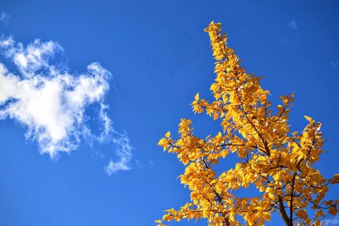 树,叶子,黄色,秋景,秋天,季节,蓝天 树,叶子,黄色,秋景,秋天,季节,蓝天