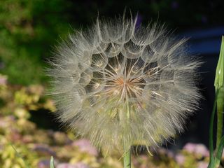 种子，种子荚，荚，植物，自然，白，自然