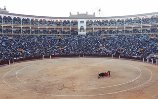 比赛,鸟类,虫子,体育场馆,街道,竞技场斗牛士空缺