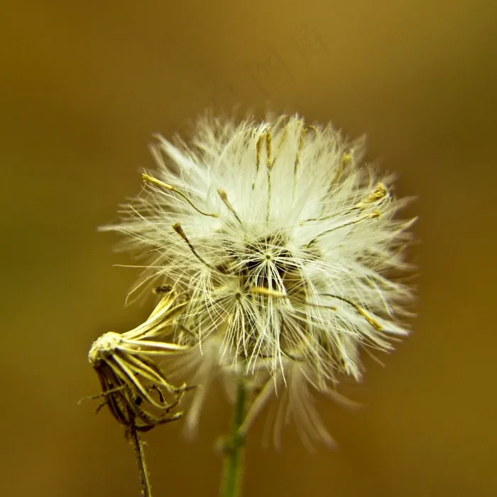 微距，细节，关闭