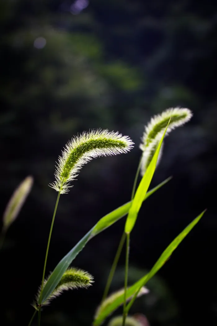 草，毛绒草，狗尾草，植物，杜甫
