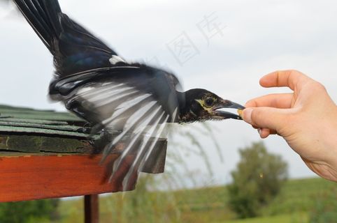 鸟，动物，自然