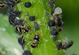 蚜虫，Rincota，蚜虫，Fabae，昆虫