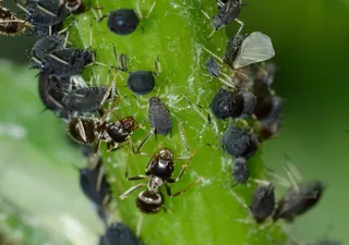 蚜虫，Rincota，蚜虫，Fabae，昆虫