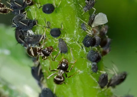 蚜虫,Rincota,蚜虫,Fabae,昆虫 蚜虫,Rincota,蚜虫,Fabae,昆虫