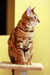 猫，孟加拉语，宠物