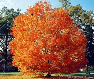 树,美国红枫树,红色枫树,枫树,,火红的橘红色秋天一棵树[电影版]