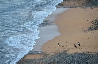新西兰，奥玛鲁，奥塔哥，黄眼企鹅，殖民地