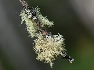 苔，树，科，森林，自然，特写，秋