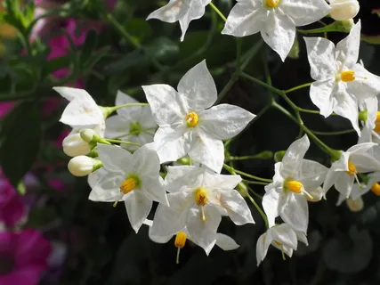 花,鲜花,白,明星,茄 花,鲜花,白,明星,茄