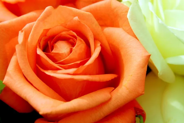 粉红茶，玫瑰，花，自然，花园