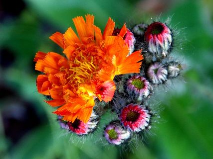 霍克，复合材料，红色橙色霍克，开花