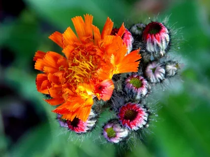 霍克,复合材料,红色橙色霍克,开花 霍克,复合材料,红色橙色霍克,开花