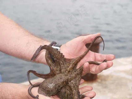 章鱼，钓鱼，手