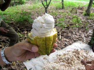 冰激凌,绿牡丹,蛋糕,垃圾桶,饮料/饮品,可可丰收