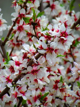 花，植物，罗莎，白色，鲜花，性质，春天