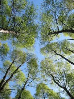 树木,森林,天空,自然,景观,绿色 树木,森林,天空,自然,景观,绿色