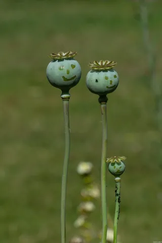 罂粟花，鲜花，大声笑，性质，夏天，荷兰