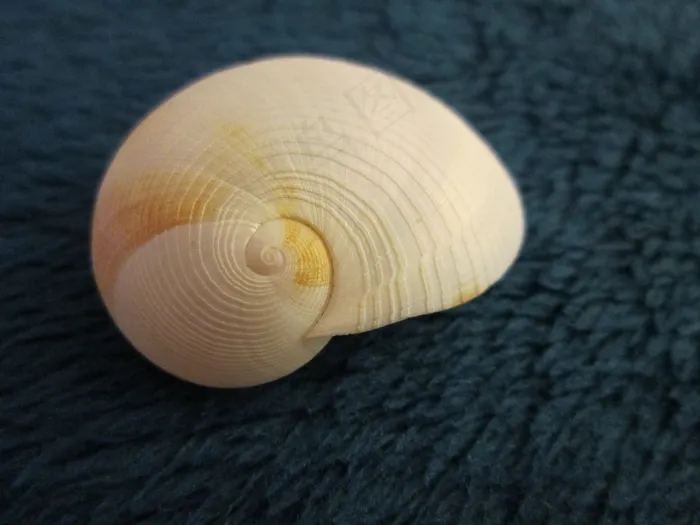 贝壳，螺旋，自然，贝壳，海，海洋，水生