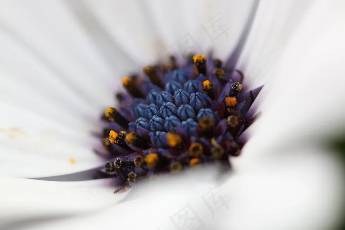 玛格丽特，花，花瓣，白，中心，激情