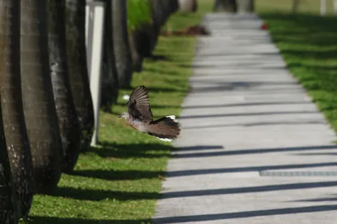 途径，鸟，无限，绿色，自然，侧，森林