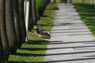 途径，鸟，无限，绿色，自然，侧，森林