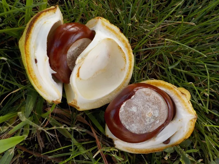 板栗，自然，Buchengewaechs，贝壳，水果，布朗