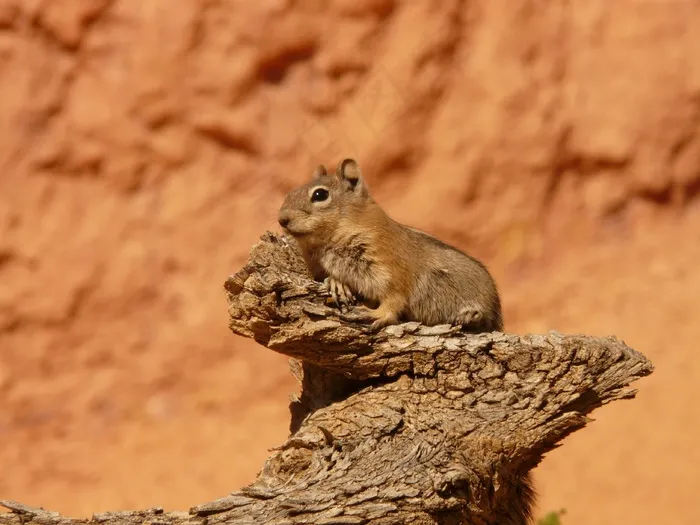 金披风地松鼠，Spermophilus Lateralis