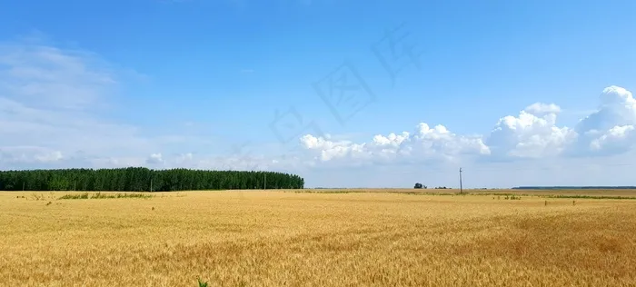 匈牙利，场，小麦，景观，麦田，夏天