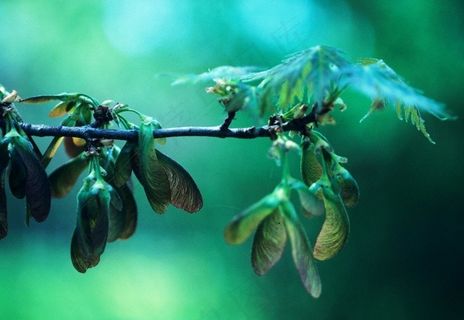 玉藤,蜂鸟,黄蜂,蝇兰,叉尾太阳鸟,银枫种子