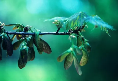 玉藤,蜂鸟,黄蜂,蝇兰,叉尾太阳鸟,银枫种子