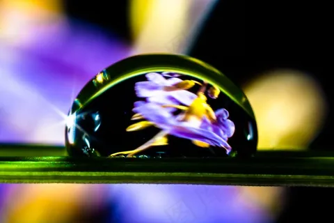 一滴水，滴水，草叶，开花，盛开